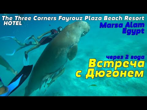 Видео: Встреча в море с Дюгонем в Отеле The Three Corners Fayrouz Plaza Beach Resort 5* Marsa Alam Египет
