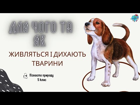 Видео: Для чого і як живляться і дихають тварини?