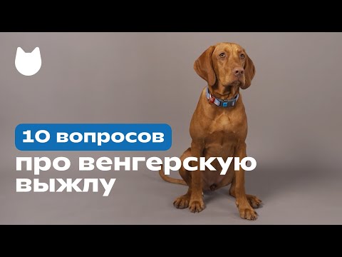 Видео: 10 вопросов про венгерскую выжлу