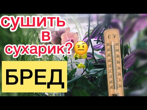 Видео: Орхидеи в жару. Мой метод ухода.