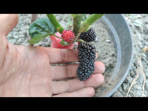 Видео: Обзор Будущих Видео Прививки Шелковицы Разными Методами