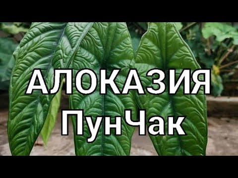 Видео: Алоказия ПунЧак посадка на Фитиль