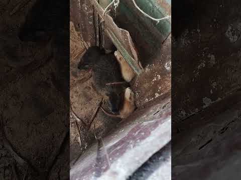 Видео: Нутрии, разнообразный корм, в каком возрасте случать  самок .