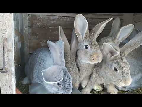 Видео: Кролики Фландр | Пропаиваю кроликов от кокцидиоза с дальнейшей вакцинацией | Обзор
