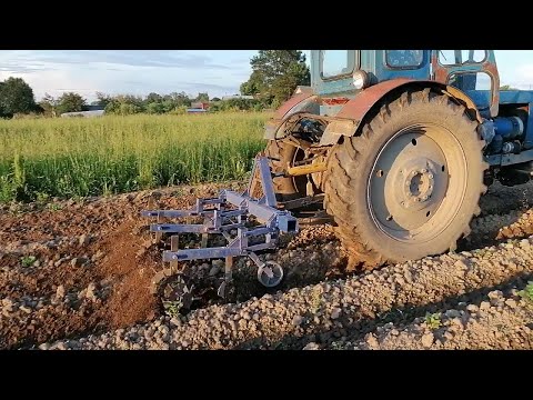 Видео: Размеры самодельного культиватора и ежей/ Т-40АМ снова в поле/