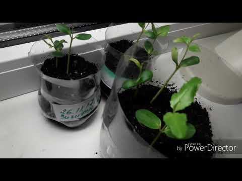 Видео: Зизифус из семян #3