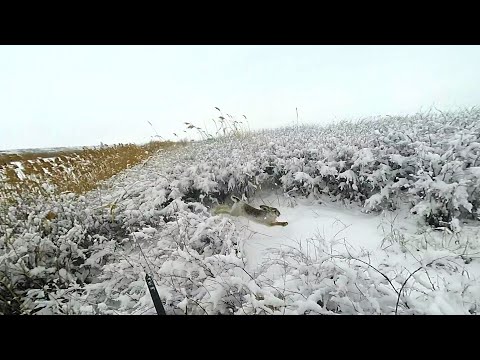 Видео: Охота на зайца   Свежий снег -  помощник охотника