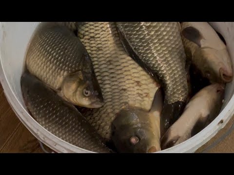 Видео: Як ловити карася !!! 