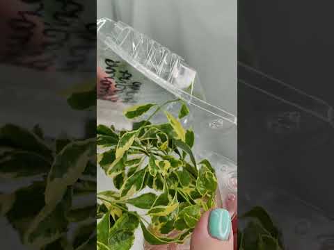 Видео: Приехали новинки! Распаковка растений. 🌿👍🍀🏵️#комнатныерастения #растения #распаковка