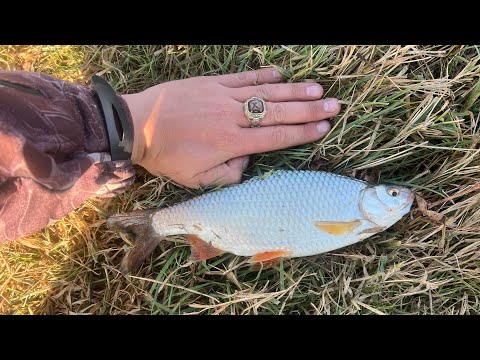 Видео: ОГРОМНАЯ ПЛОТВА 😱 Рыбалка на Фидер (В поисках Судака) 