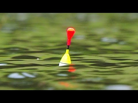 Видео: БЕШЕНЫЙ КЛЕВ КРУПНЫХ КАРАСЕЙ на поплавочную удочку! Караси монстры! Поплавок крупным планом!