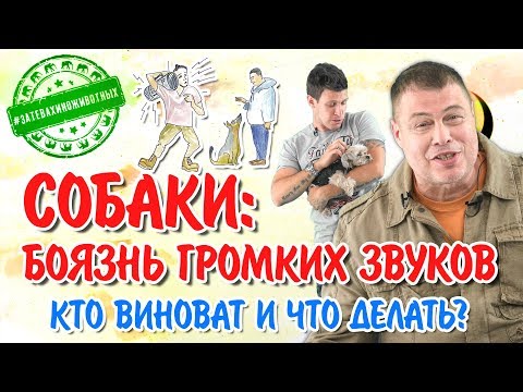 Видео: Собаки: боязнь громких звуков. Кто виноват и что делать?