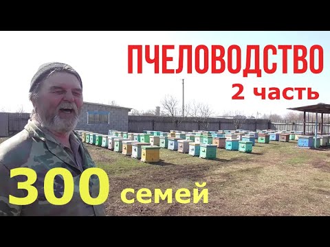 Видео: 300 СЕМЕЙ / ПЧЕЛОВОДСТВО В УЛЬЯХ / ЛЕГКО И ПРОСТО / 2 ЧАСТЬ.