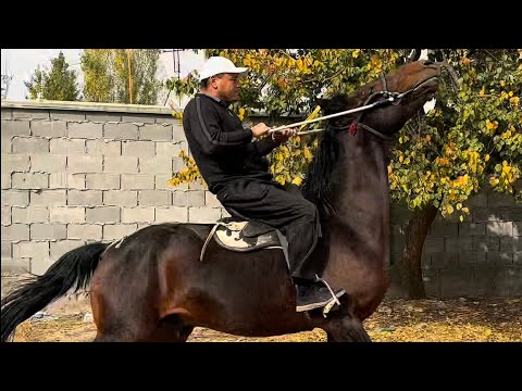 Видео: Ат сатылат +996-708-108-809 