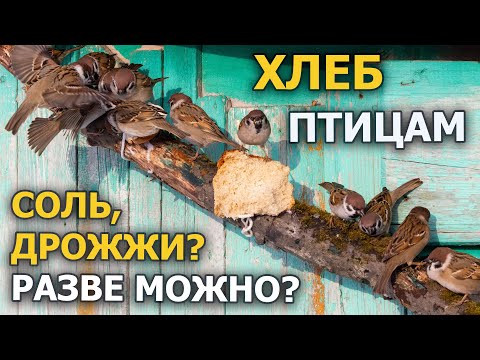Видео: Можно ли птиц кормить хлебом? / Отвечать будут воробьи
