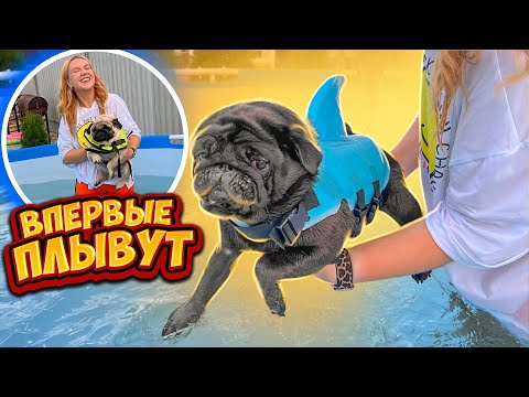 Видео: БАКС и ФУНТ Впервые ПЛАВАЮТ в БАССЕЙНЕ!💦 Мопсы Купаются В ВОДЕ!😍