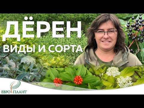 Видео: Растения минимального ухода. Дерен - обзор видов и сортов.