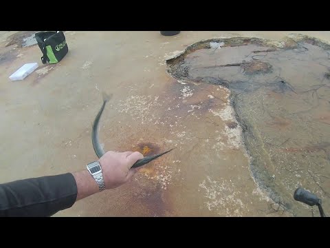 Видео: Зарганите наедряват