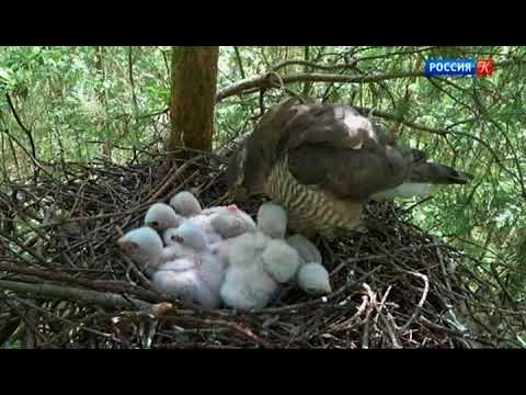 Видео: Беспокойное лето в Гранкином лесу. Страна птиц.