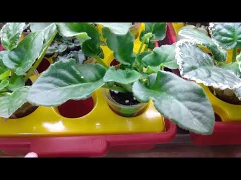 Видео: ФИАЛКИ./ Обзор моих сортов.