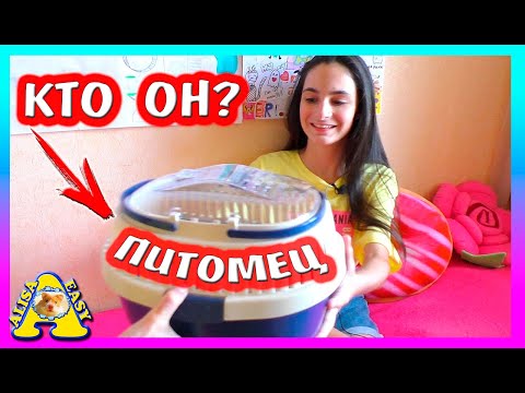 Видео: ЕДЕМ ЗА НОВЫМ ПИТОМЦЕМ / КТО ОН? / РЕАКЦИЯ АЛИСЫ НА НОВОГО ПИТОМЦА / ЗООПОКУПКИ / Alisa Easy Pets
