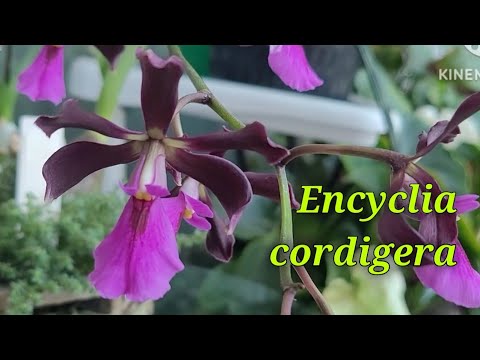 Видео: Encyclia cordigera..Первое домашнее цветение.