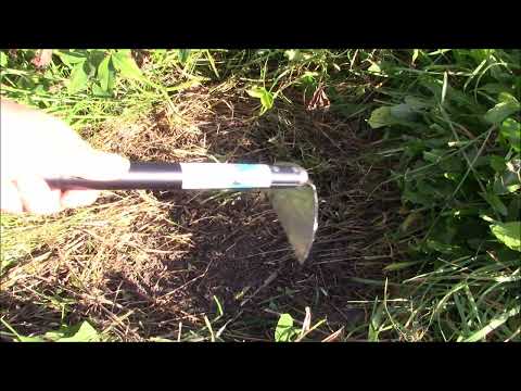 Видео: Удаление покровных культур CLOVER. Улучшите почву в вашем саду.