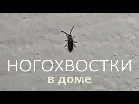 Видео: Ногохвостки, подуры и коллемболы у вас дома — не паникуем и отличаем их от насекомых