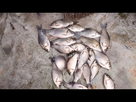 Видео: Рыбалка # на карося половина  не снимал поклевок на фото я стока наловил карося