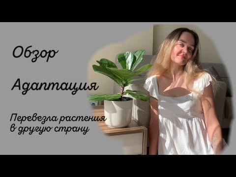 Видео: Переезд в другую страну | Адаптация растений