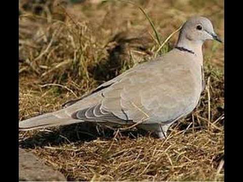 Видео: Удачная охота на голубя. Охота на горлицу с подхода