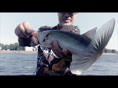 Видео: Судак на Неве в жару. Много но мелко.