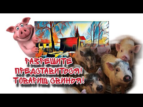 Видео: Прогуляемся по хозяйству, почему "Товарищ Свинья"🐖?