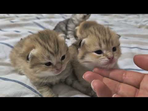 Видео: Необыкновенные глазки у котят 😊