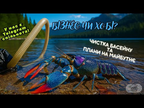 Видео: Вирощування австралійського рака в домашньому УЗВ як бізнес. Чистка басейну, поради та секрети
