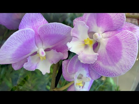 Видео: Нашла ОРХИДЕЮ МЕЧТЫ❗️😍