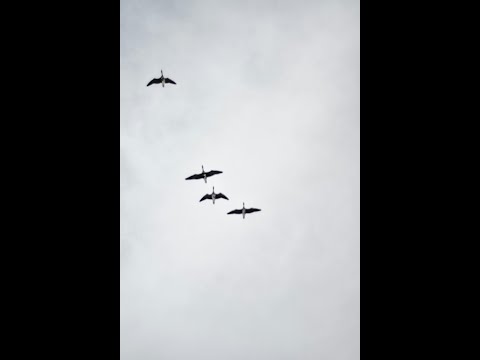 Видео: Охота на гуся 22 и 23.03.2025  отличные налеты