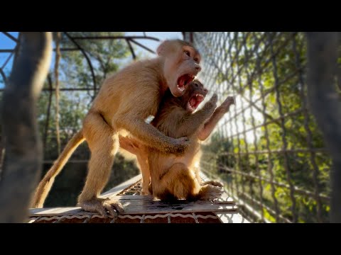 Видео: У Стёпы ловкость кошки и грация картошки! Сегодня насмешил неуклюжестью! Люся схомячит все угощения!