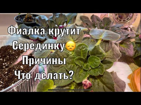 Видео: ЗАГУЩАЕТСЯ ЦЕНТР РОЗЕТКИ у ФИАЛКИ - ПРИЧИНЫ и РЕШЕНИЯ! ПЕРЕСАДКА🌸🌸🌸
