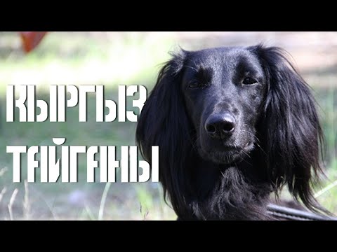 Видео: ТАЙГАН