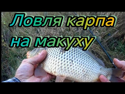 Видео: НЕ РЫБАЛКА А СКАЗКА! Ловля карпа на макуху НЕ УСПЕВАЮ ЗАРЯЖАТЬ ДОНКИ  г Актобе сентябрь 2025г