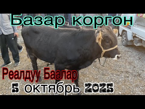 Видео: 5 Октябрь 2025 Базар коргон Мал базары реалдуу Баалар 