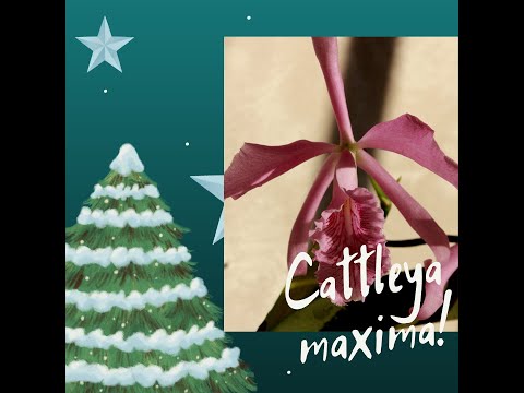 Видео: Орхидея Cattleya maxima.Красивое цветение.Обзор орхидей декабрь.