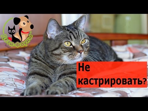 Видео: Можно ли не кастрировать кота?