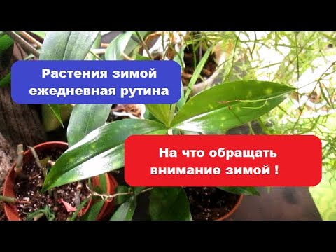 Видео: Растения зимой-ежедневная рутина //  На что обращать  внимание зимой !
