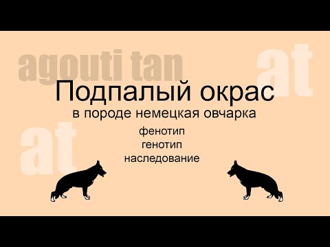 Видео: Подпалый окрас в породе немецкая овчарка