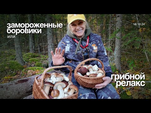 Видео: ЗАМОРОЖЕННЫЕ БОРОВИКИ или ГРИБНОЙ РЕЛАКС!