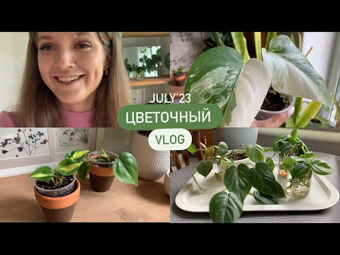 Видео: Первые вредители 🪲 | Черенкую эпипремнумы 🍃 | Пересадка| Цветочный влог Июля