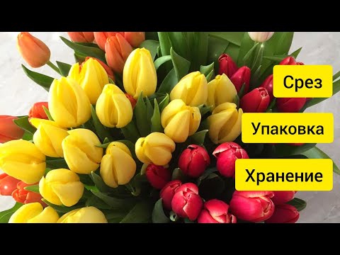 Видео: ⚫Выгонка тюльпанов | Как увеличить длину стебля | Срезка тюльпана| Выгонка тюльпанов на 8 марта