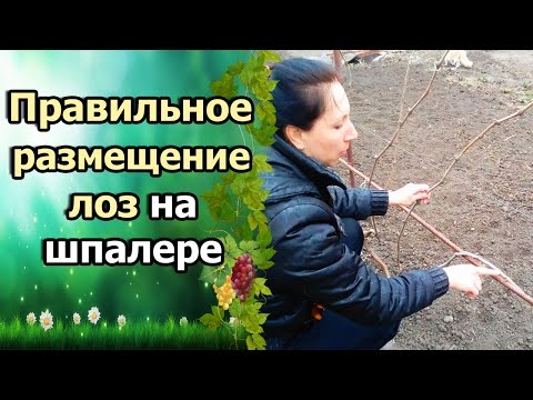 Видео: ВИНОГРАД ВЕСНОЙ. РАЗМЕЩЕНИЕ ЛОЗ НА ШПАЛЕРЕ.